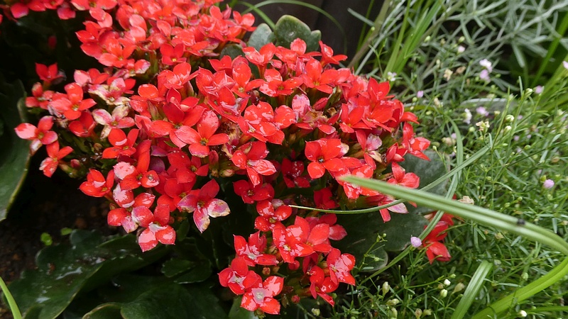 ベニベンケイの花