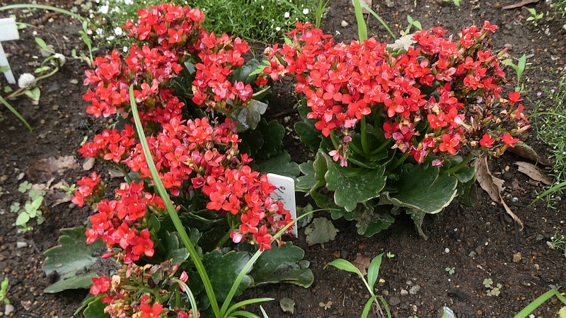 ベニベンケイの花