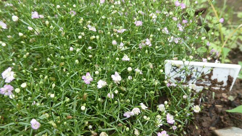 ヌカイトナデシコの花