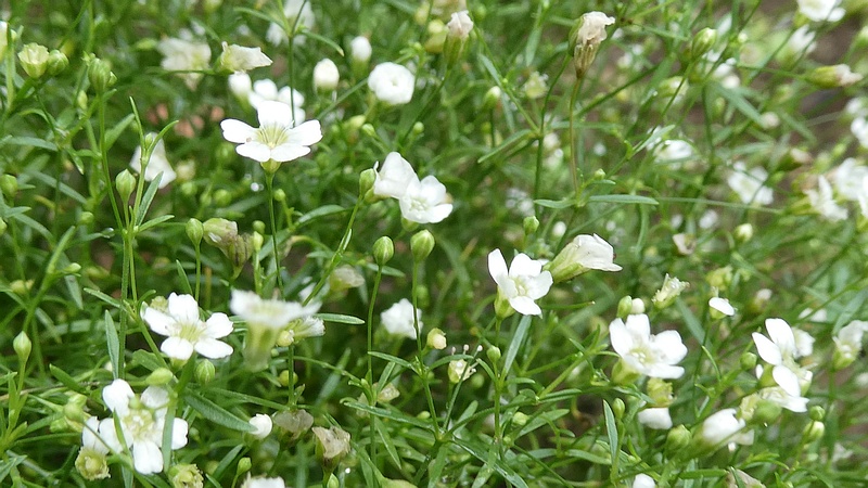 ヌカイトナデシコの花