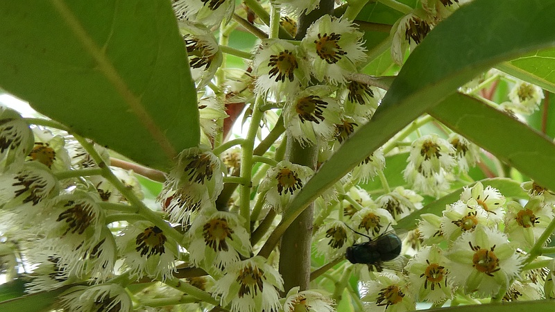 ホルトノキの花のキンバエ
