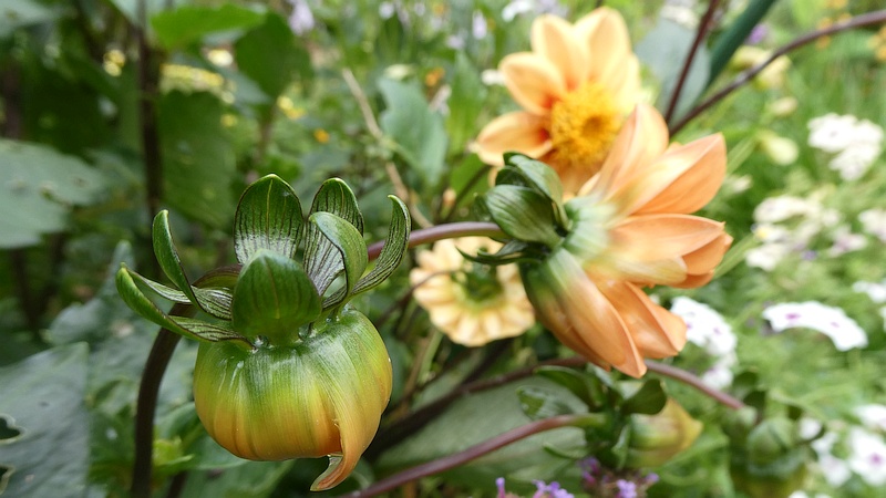 ダリアの花
