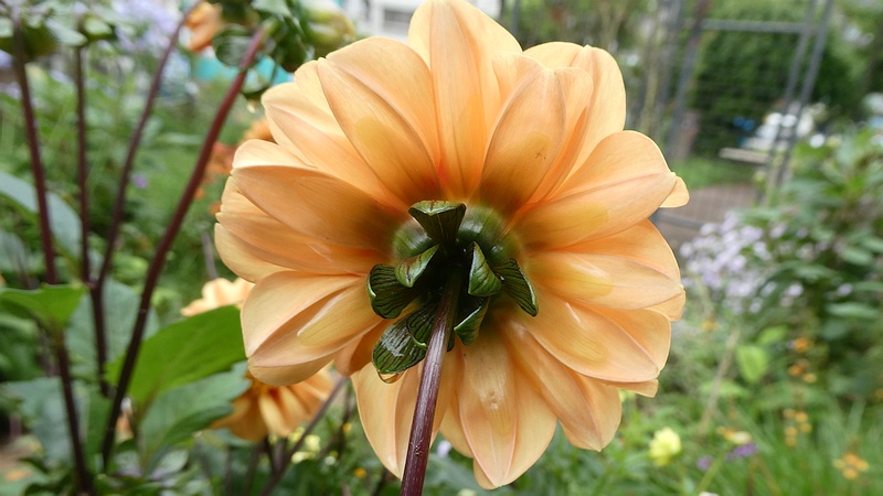 ダリアの花