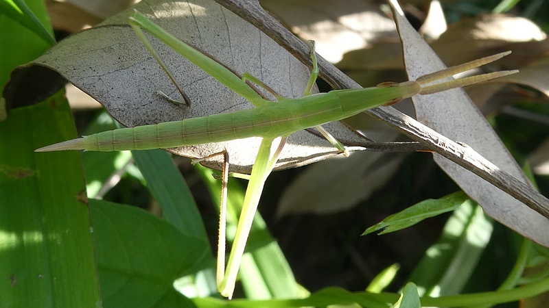 ショウリョウバッタの幼虫