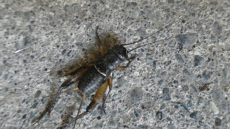 エンマコオロギの幼虫