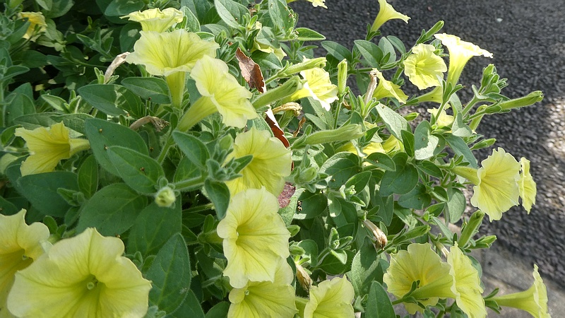 ペチュニアの花