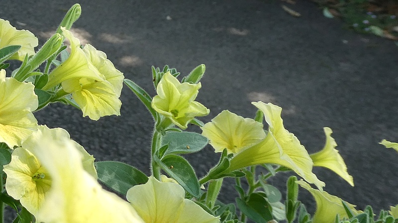 ペチュニアの花