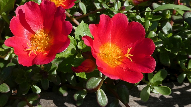 ハナスベリヒユの花