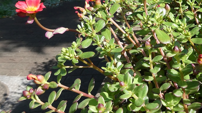 ハナスベリヒユの花