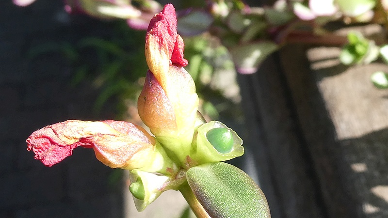 ハナスベリヒユの花