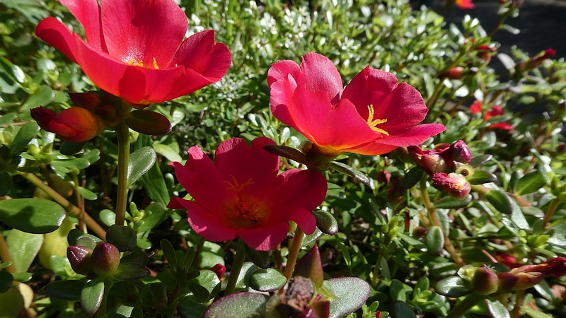 ハナスベリヒユの花