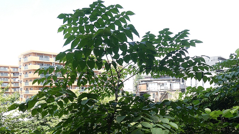 タラノキ