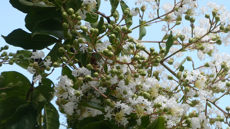 シマサルスベリの花