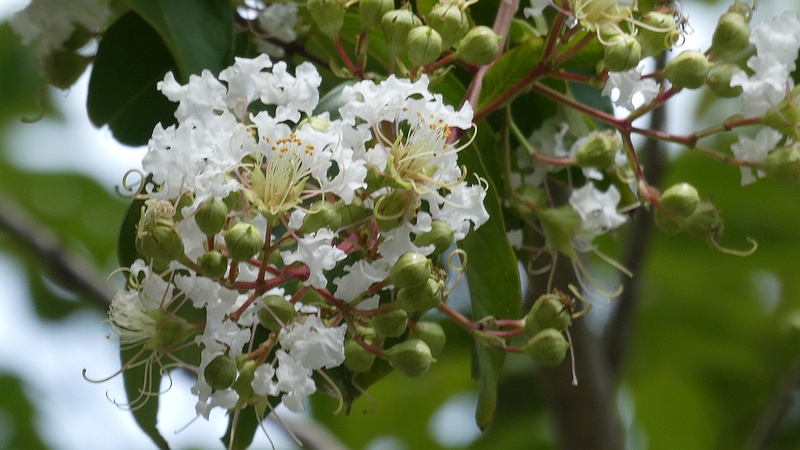 シマサルスベリの花