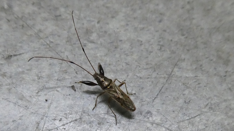 ヒゲナガカメムシ