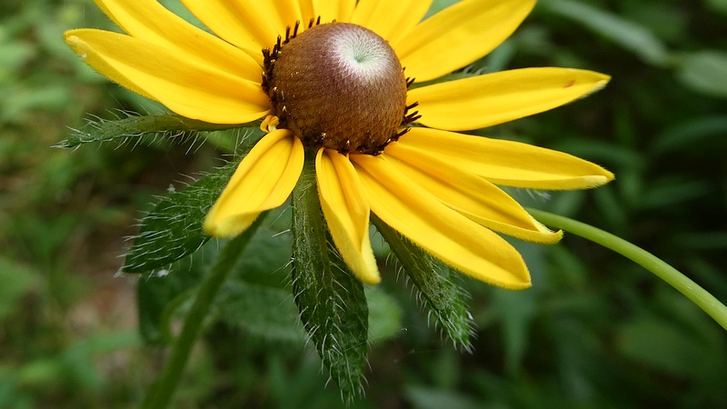 アラゲハンゴンソウの蕾