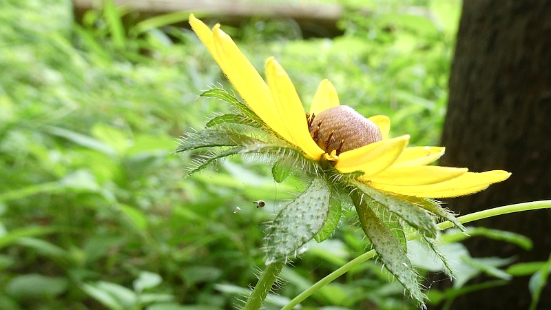 アラゲハンゴンソウの花