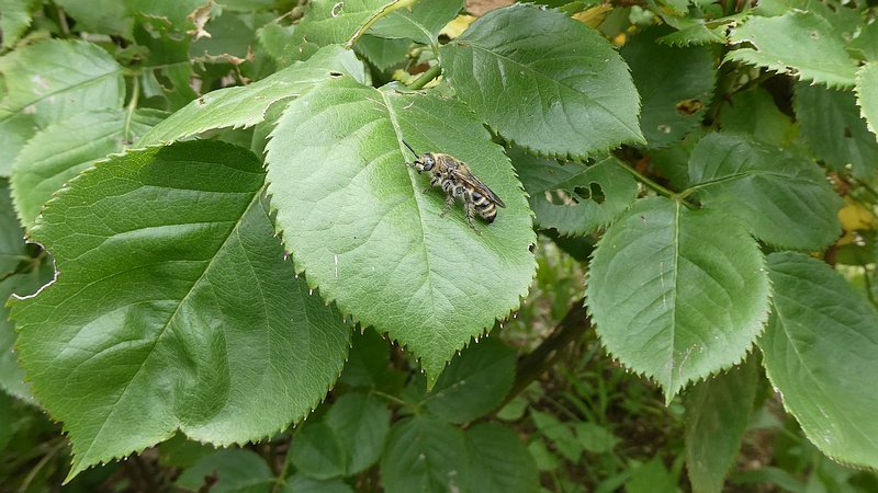 コウシンバラのヒメハラナガツチバチ♀