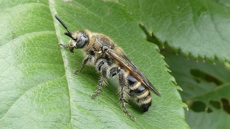 コウシンバラのヒメハラナガツチバチ♀