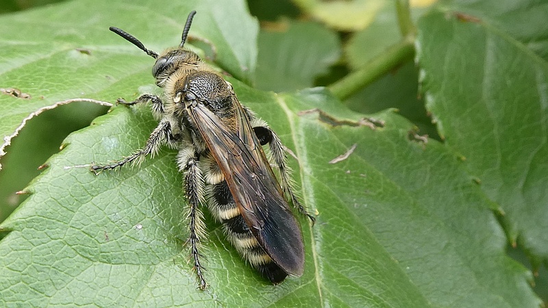 コウシンバラのヒメハラナガツチバチ♀