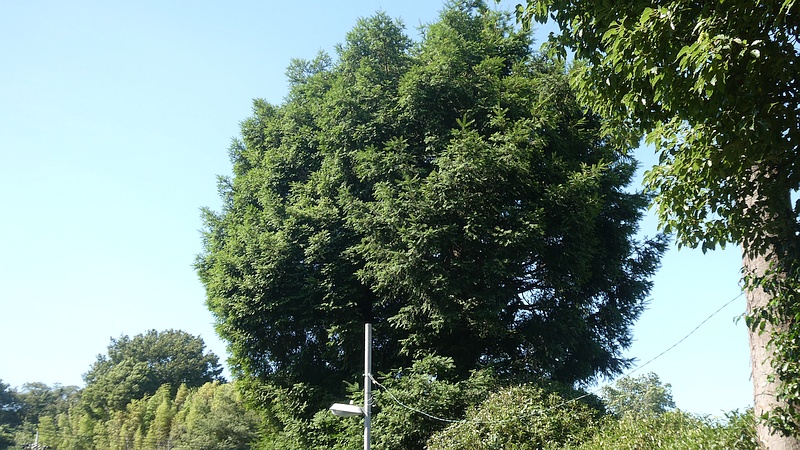 名木古木指定カヤ