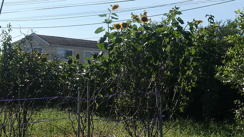 ヒマワリの花
