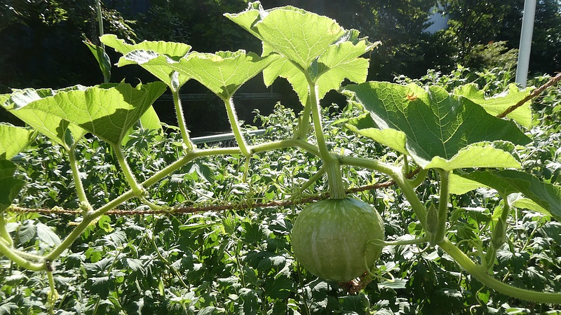 カボチャの若い果実