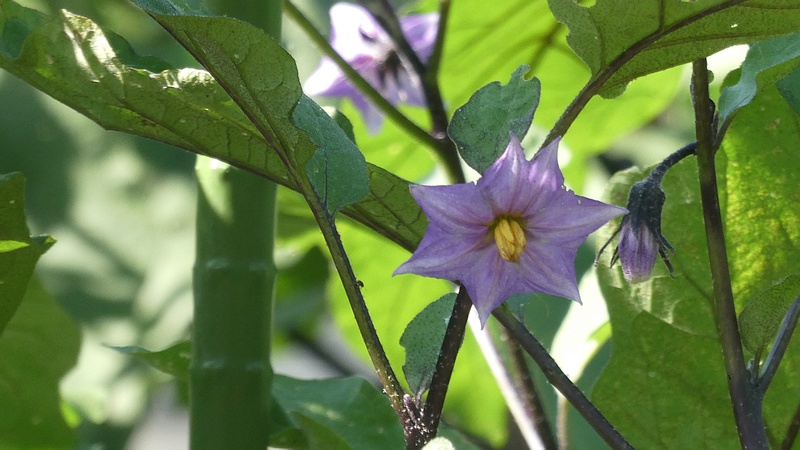 ナスの花