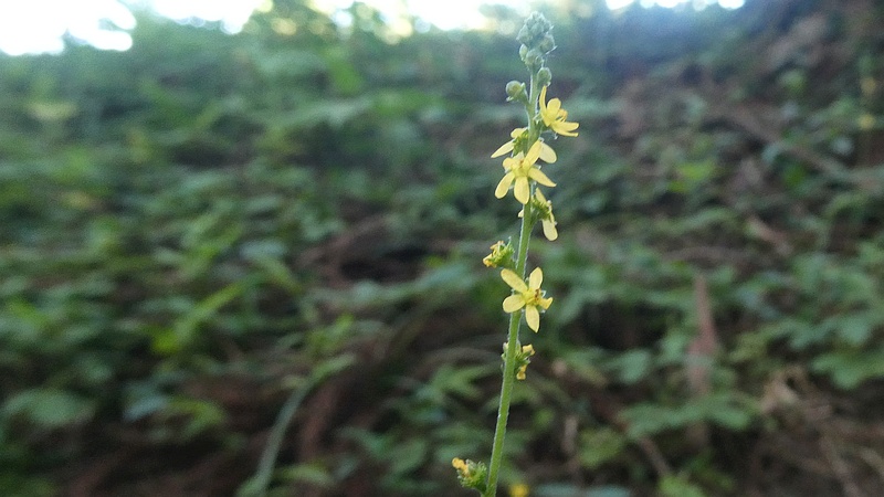 キンミズヒキの花