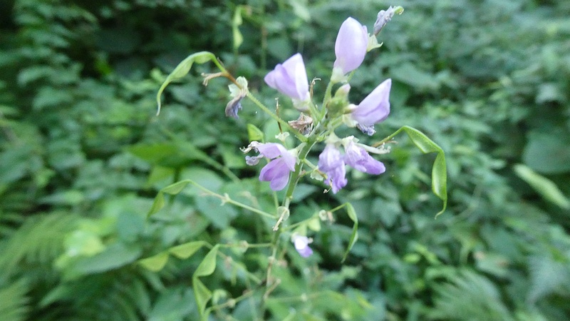 ハナヌスビトハギの花