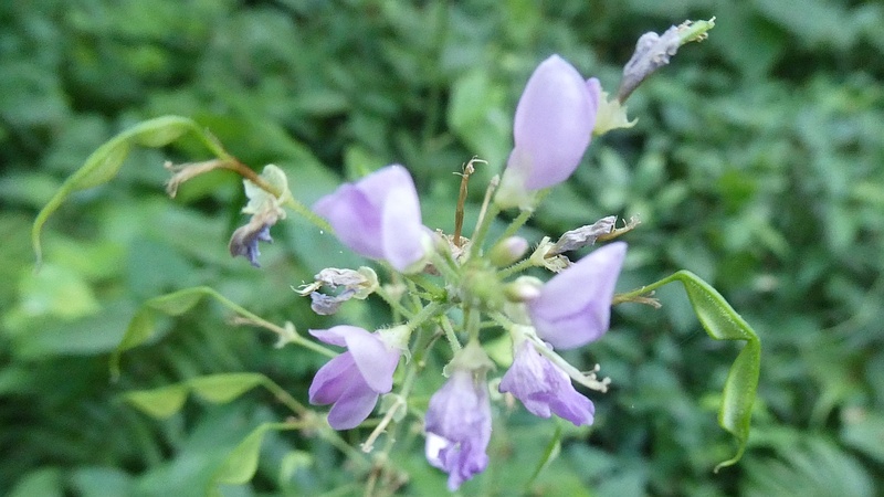 ハナヌスビトハギの花
