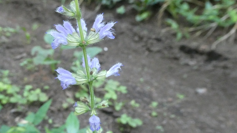 アキノタムラソウの花