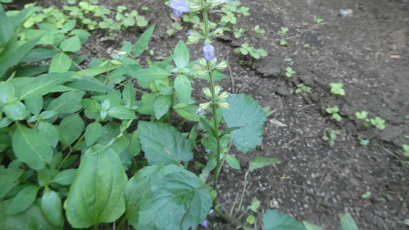アキノタムラソウの花