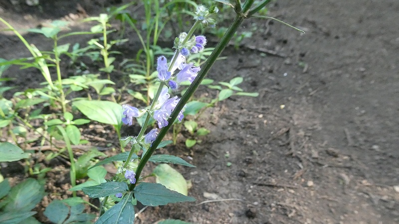 アキノタムラソウの花
