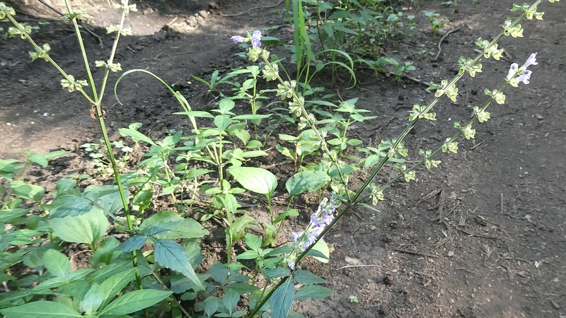 アキノタムラソウの花