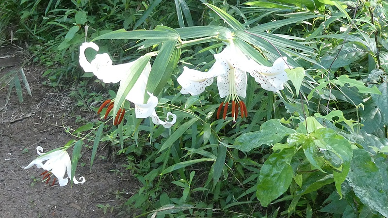 ヤマユリの花