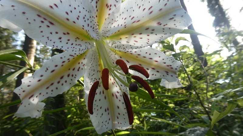 ヤマユリの花
