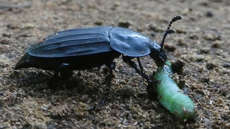 オオヒラタシデムシ♀