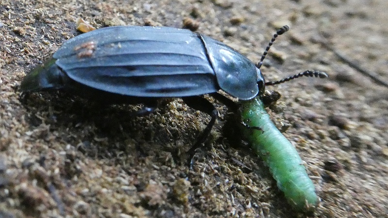 オオヒラタシデムシ♀