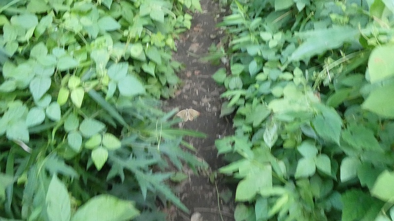 ヒカゲチョウ