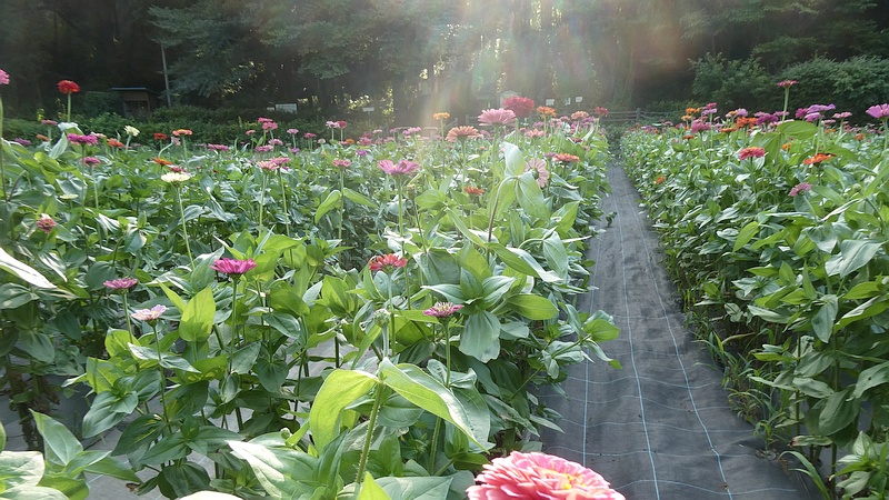 ヒャクニチソウの花