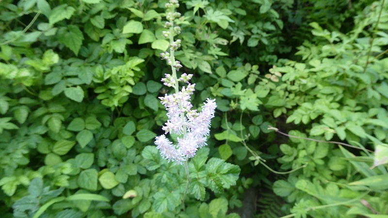チダケサシの花