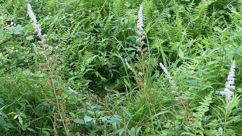 チダケサシの花