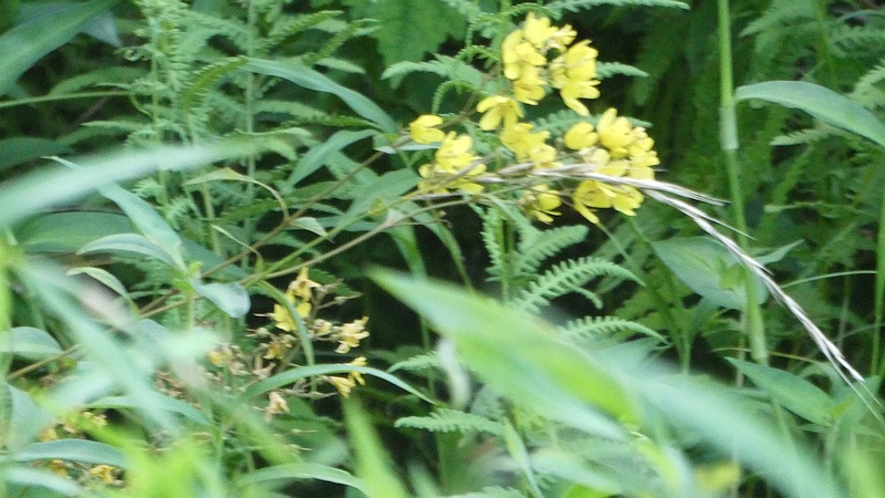 クサレダマの花