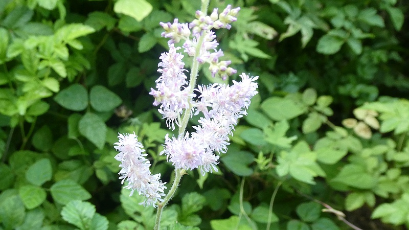 チダケサシの花