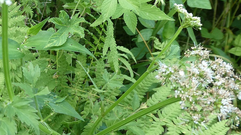 セリの花