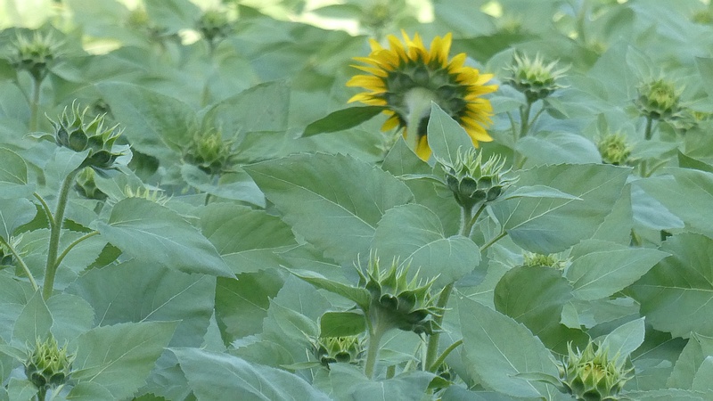 ヒマワリの蕾と花