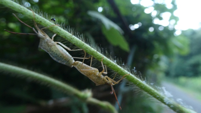 クズのホシハラビロヘリカメムシの幼虫