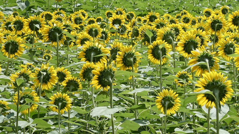 ひまわりの花