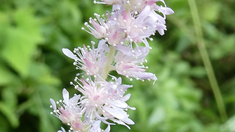 チダケサシの花